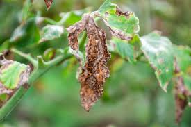 Verticillium Wilt in plants image view