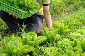 BENEFITS OF ORGANIC FARMING IMAGE VIEW