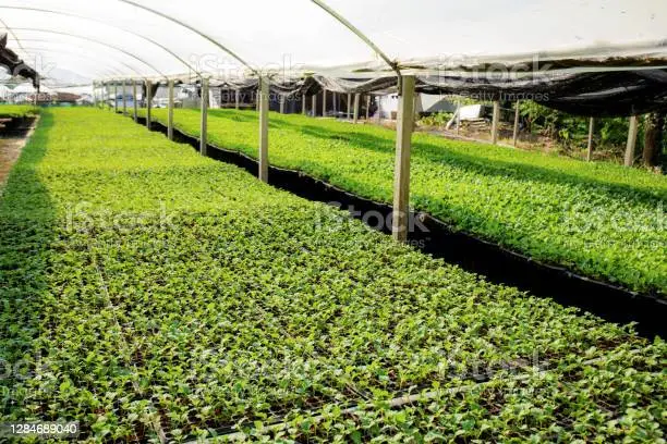 ORGANIC FARMING IN INDIA IMAGE VIEW