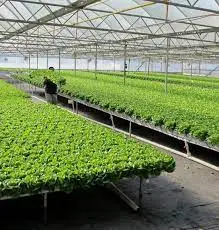 TRANSFERRING INDIA AGRICULTURE IMAGE VIEW