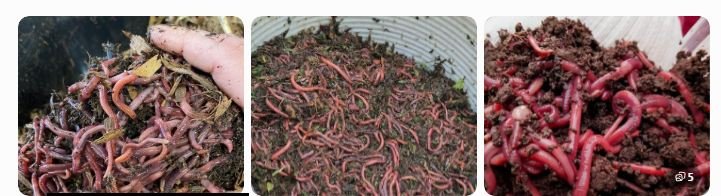 Composting earthworms producing vermicompost.

Red wiggler worms working inside organic compost.