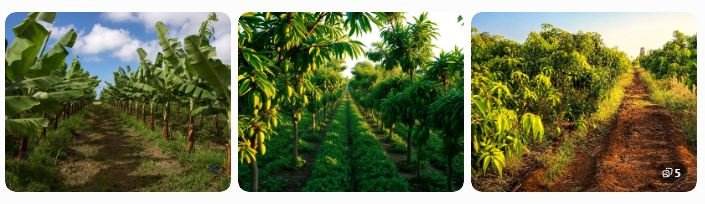 Healthy banana plantation with rich soil. Mango orchard maintained using organic farming.