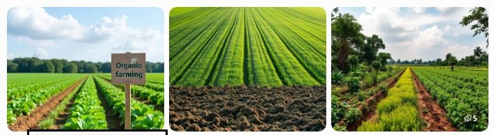 Healthy field crop supported by organic farming. Green agricultural field with fertile soil.