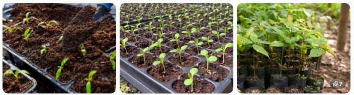 Healthy nursery seedlings in growing trays.  Young saplings growing in nursery bags.