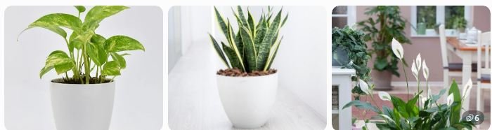 Money Plant growing indoors. Snake Plant in a decorative pot. Peace Lily inside a modern home.