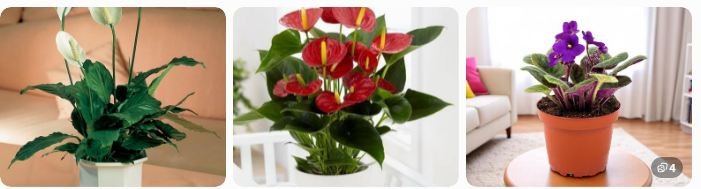 Vermicompost Online For Indoor Plants