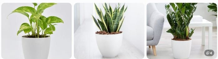 Buy Vermicompost Online For Indoor Plants
