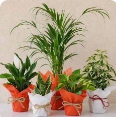 Vermicompost For Indoor Plants