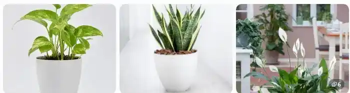 vermicompost for indoor plants