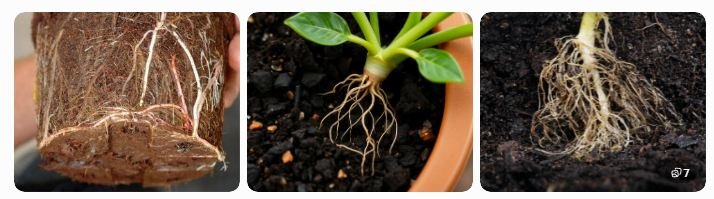 vermicompost online for indoor plants