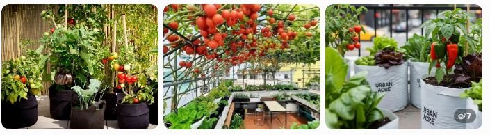 Terrace vegetable garden with grow bags. Rooftop garden growing tomatoes and herbs.