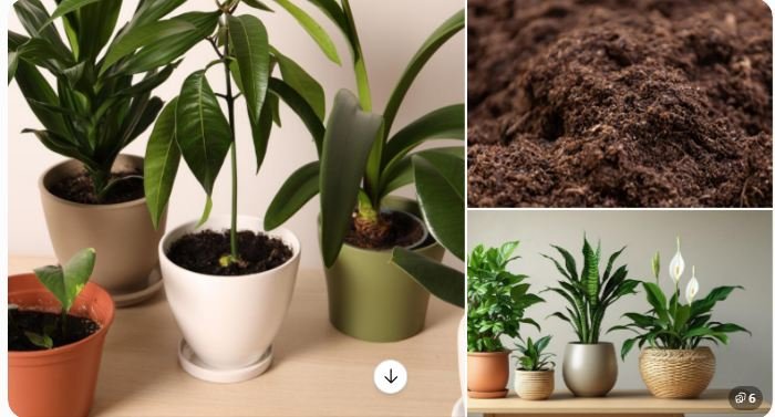 Vermicompost for Indoor Plants Online