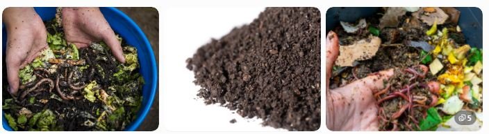 what is vermicompost? Vermicompost is a natural organic fertilizer created when earthworms transform biodegradable organic matter into nutrient-rich compost.
